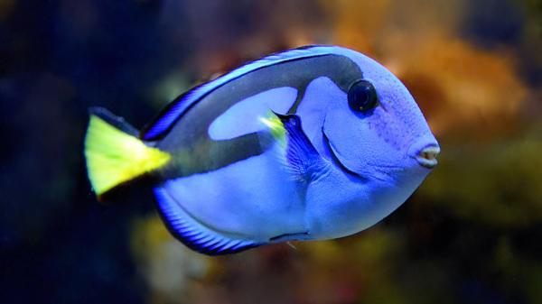 El pez que inspiró a Dory existe de verdad (y es más sorprendente de lo que parece): "Tiene espinas afiladas que funcionan como un bisturí"" - Dory de Buscando a Nemo es un pez cirujano azul