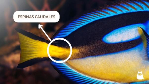 El pez que inspiró a Dory existe de verdad (y es más sorprendente de lo que parece): "Tiene espinas afiladas que funcionan como un bisturí"" - El pez que inspiró a Dory esconde un secreto letal: ''Sus espinas pueden causar cortes profundos''