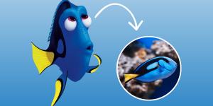 El pez que inspiró a Dory existe de verdad (y es más sorprendente de lo que parece): "Tiene espinas afiladas que funcionan como un bisturí""