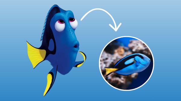 El pez que inspiró a Dory existe de verdad (y es más sorprendente de lo que parece): "Tiene espinas afiladas que funcionan como un bisturí""