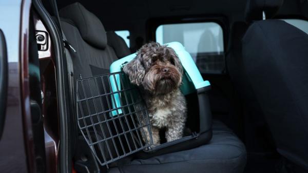 La Guardia Civil avisa: “Si vas a viajar con tu mascota en coche, utiliza siempre un sistema de retención homologado, puede poner en peligro a todos los ocupantes” - La DGT recuerda que también hay que controlar los descansos, el calor y las paradas