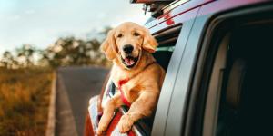 La Guardia Civil avisa: “Si vas a viajar con tu mascota en coche, utiliza siempre un sistema de retención homologado, puede poner en peligro a todos los ocupantes”