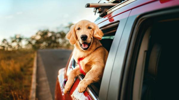 La Guardia Civil avisa: “Si vas a viajar con tu mascota en coche, utiliza siempre un sistema de retención homologado, puede poner en peligro a todos los ocupantes”