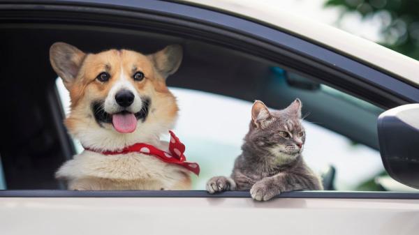 La Guardia Civil avisa: “Si vas a viajar con tu mascota en coche, utiliza siempre un sistema de retención homologado, puede poner en peligro a todos los ocupantes” - La ley no fija un único dispositivo para mascotas, pero sí obliga a evitar que interfieran con la conducción