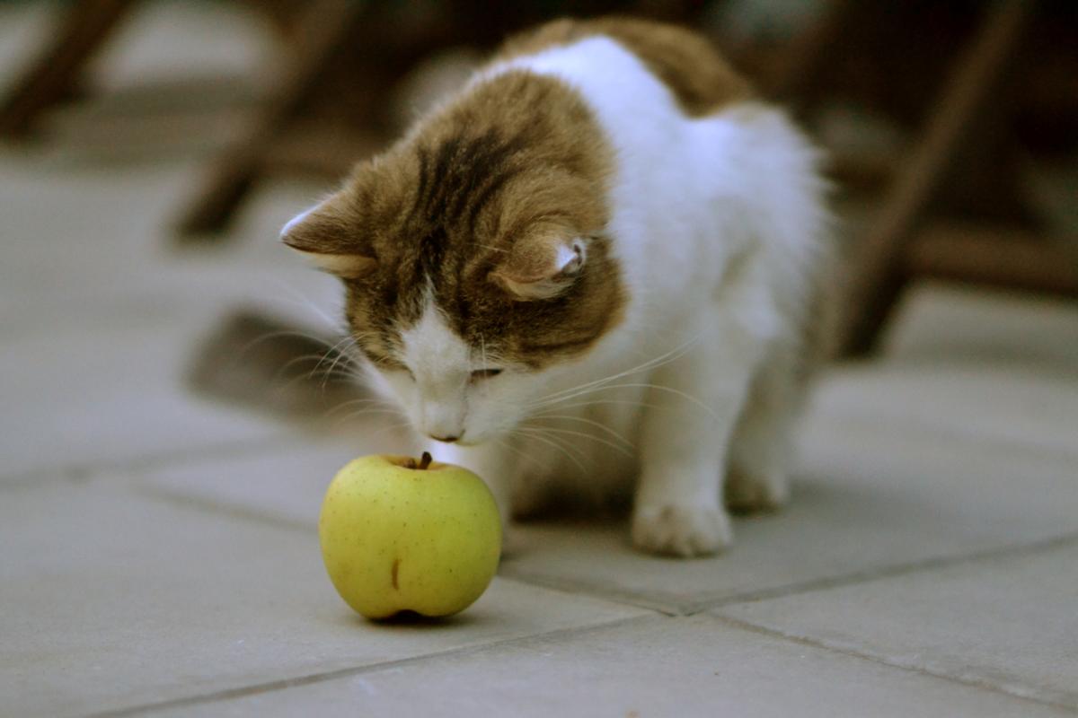 ¿Los gatos pueden comer manzana?