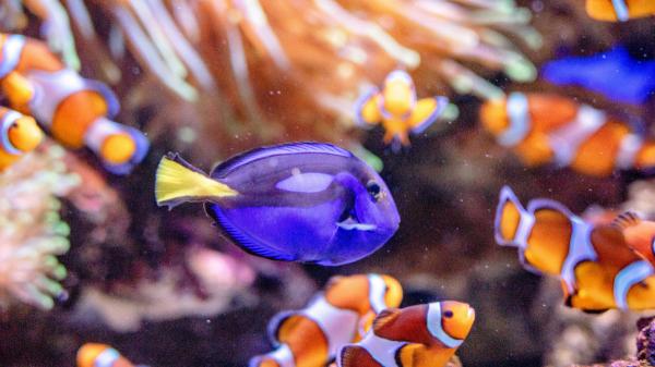 El pez que inspiró a Dory existe de verdad (y es más sorprendente de lo que parece): "Tiene espinas afiladas que funcionan como un bisturí"" - Otras características sorprendentes del pez cirujano azul 