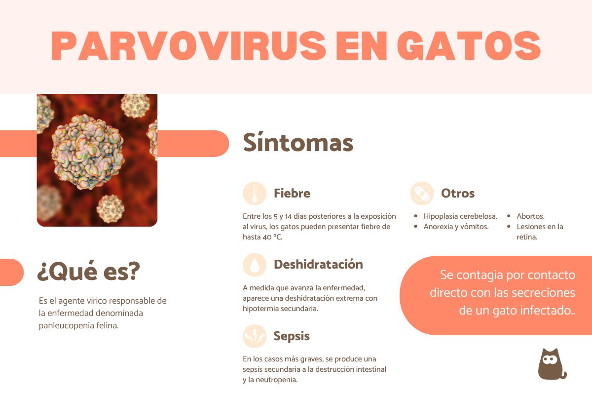 Parvovirus en gatos: síntomas, contagio y tratamiento