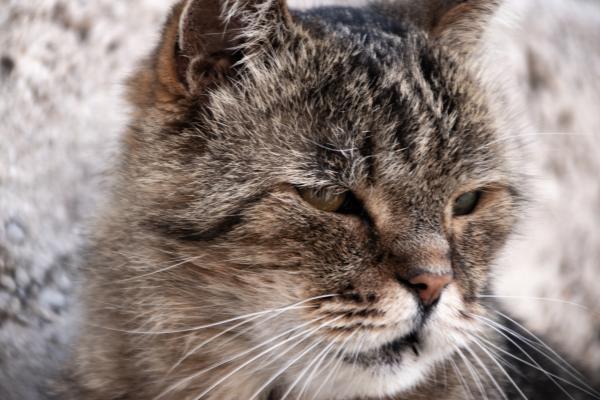 Parvovirus en gatos: síntomas, contagio y tratamiento - Síntomas del parvovirus en gatos