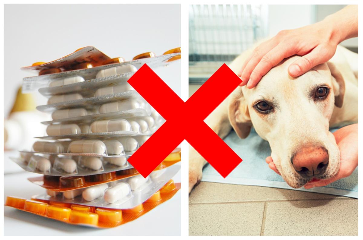 10 medicamentos prohibidos para perros