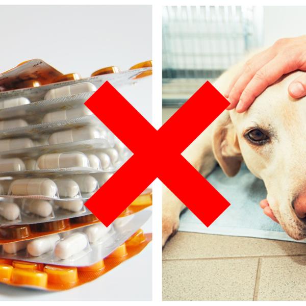 cuanto tarda en hacer efecto el diazepam para perros