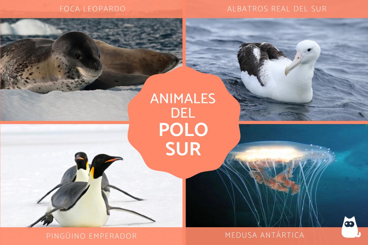 Animales del Polo Sur