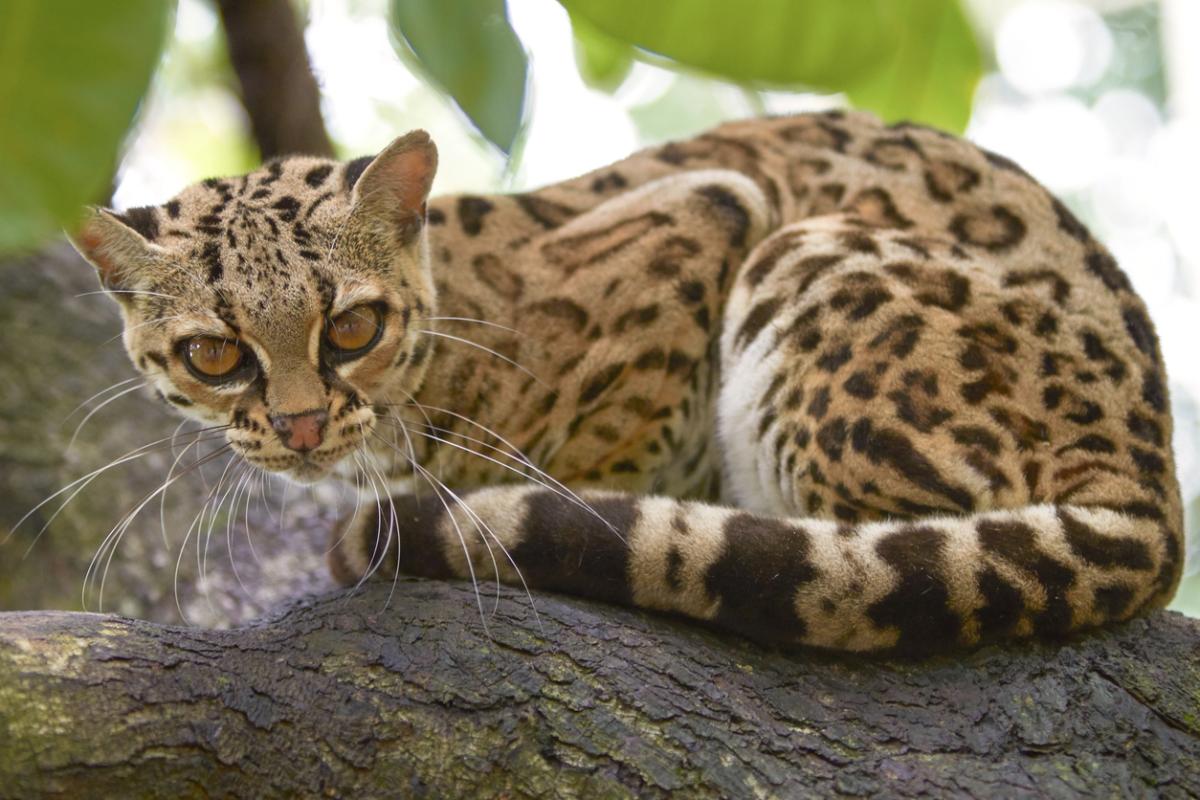 ¿Está el ocelote en peligro de extinción?