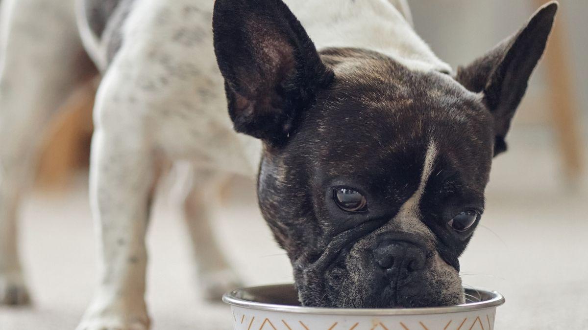 Lo que debes saber antes de dar Fortiflora a tu perro (y cómo evitar errores comunes)