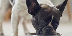 Lo que debes saber antes de dar Fortiflora a tu perro (y cómo evitar errores comunes)