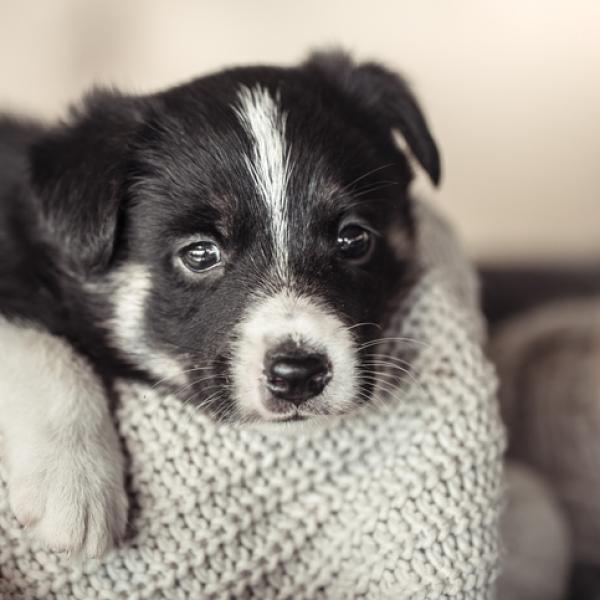 como saber cuando un perro esta llorando
