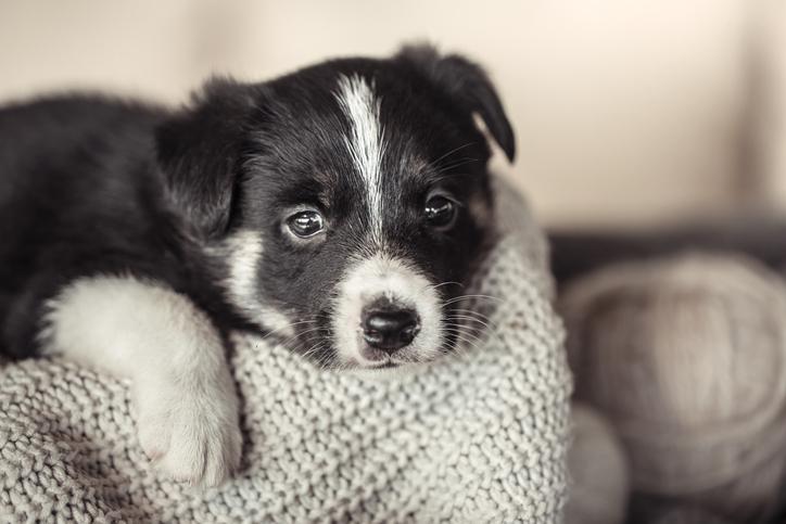 por qué mi cachorro llora en su jaula