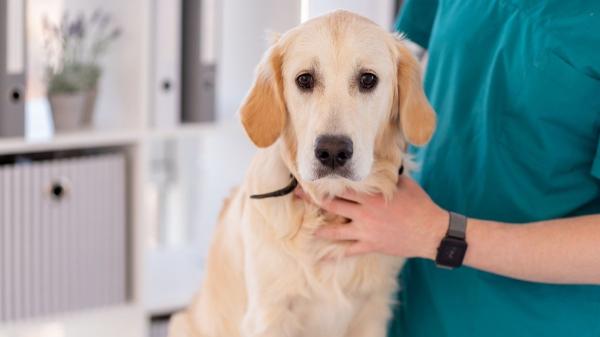 Los expertos alertan de que el golden retriever, el pastor alemán y el beagle pueden sufrir enfermedades hereditarias difíciles de detectar - El golden retriever y su predisposición genética a la enfermedad de Addison