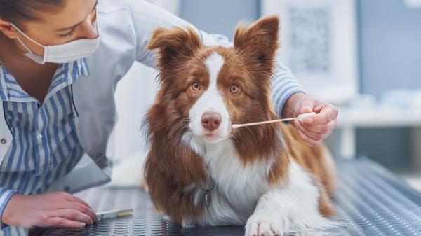 Los expertos alertan de que el golden retriever, el pastor alemán y el beagle pueden sufrir enfermedades hereditarias difíciles de detectar - El test de ADN como herramienta para detectar el riesgo de enfermedades hereditarias