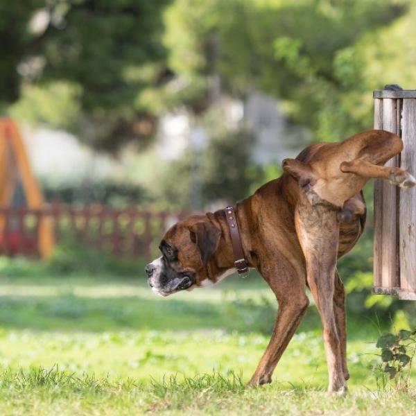 cómo entrenar a un cachorro para que sea un perro de exterior