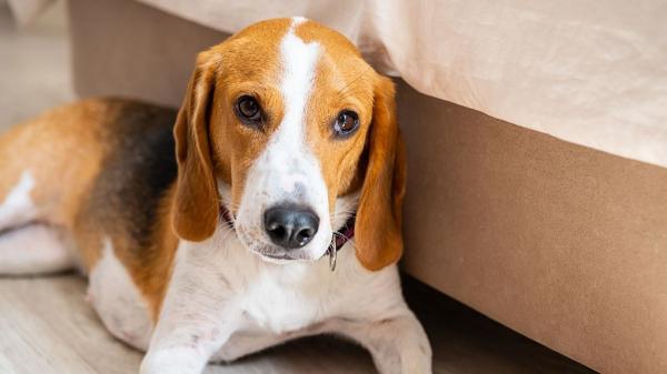 Los expertos alertan de que el golden retriever, el pastor alemán y el beagle pueden sufrir enfermedades hereditarias difíciles de detectar - La parálisis repentina de la cola es una patología frecuente en el beagle