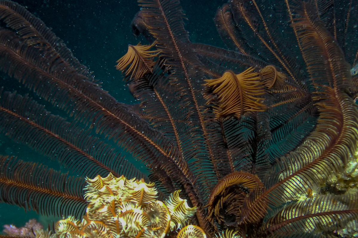 Lirios de mar - Características y ejemplos