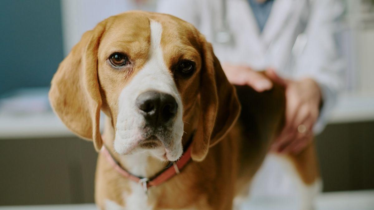 Los expertos alertan de que el golden retriever, el pastor alemán y el beagle pueden sufrir enfermedades hereditarias difíciles de detectar