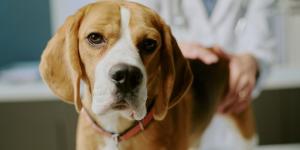 Los expertos alertan de que el golden retriever, el pastor alemán y el beagle pueden sufrir enfermedades hereditarias difíciles de detectar