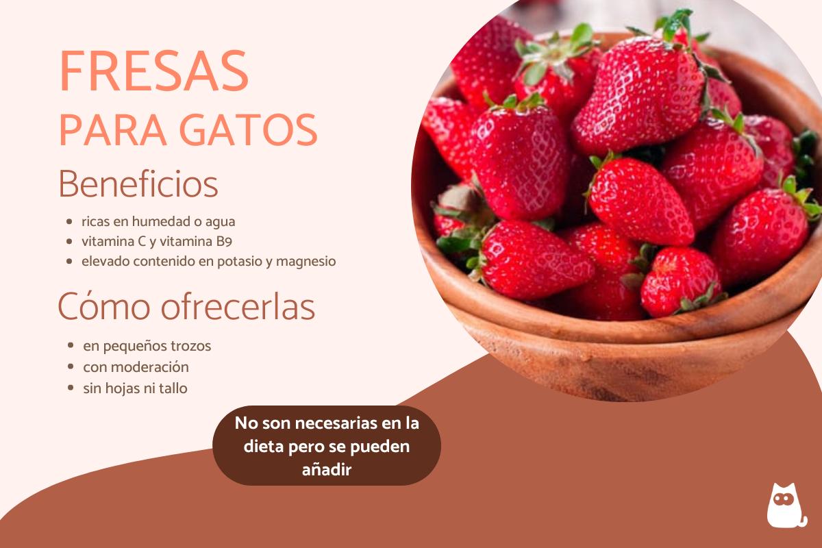 ¿Los gatos pueden comer fresas?