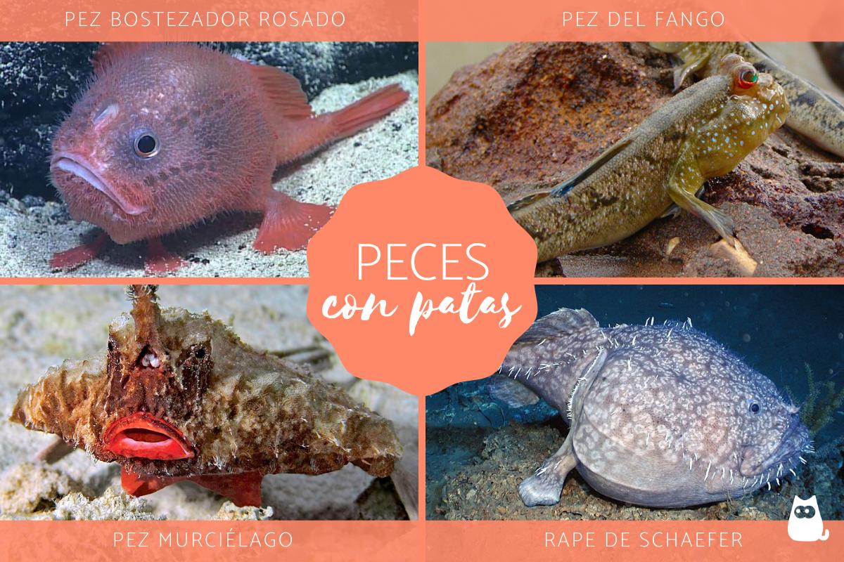 Peces con patas - Nombres y fotos