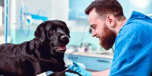 Renta 2025-2026: en qué comunidades puedes deducir gastos veterinarios y cómo ahorrar hasta 100 euros en la declaración