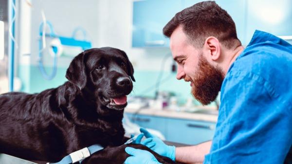 Renta 2025-2026: en qué comunidades puedes deducir gastos veterinarios y cómo ahorrar hasta 100 euros en la declaración