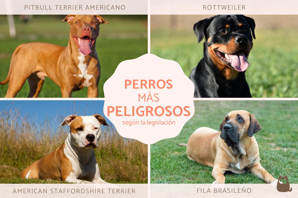 Los perros más peligrosos del mundo