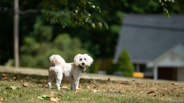 Lo que revela un estudio sobre los cruces de caniche de moda que arrasan en hogares y redes sociales: "Ni son son más fáciles, ni están más sanos" - Cockapoos, cavapoos y labradoodles: el estudio que cuestiona uno de los grandes mitos sobre estos perros