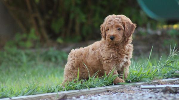 Lo que revela un estudio sobre los cruces de caniche de moda que arrasan en hogares y redes sociales: "Ni son son más fáciles, ni están más sanos" - El origen de los labradoodles: la historia real detrás de los cruces de caniche de moda