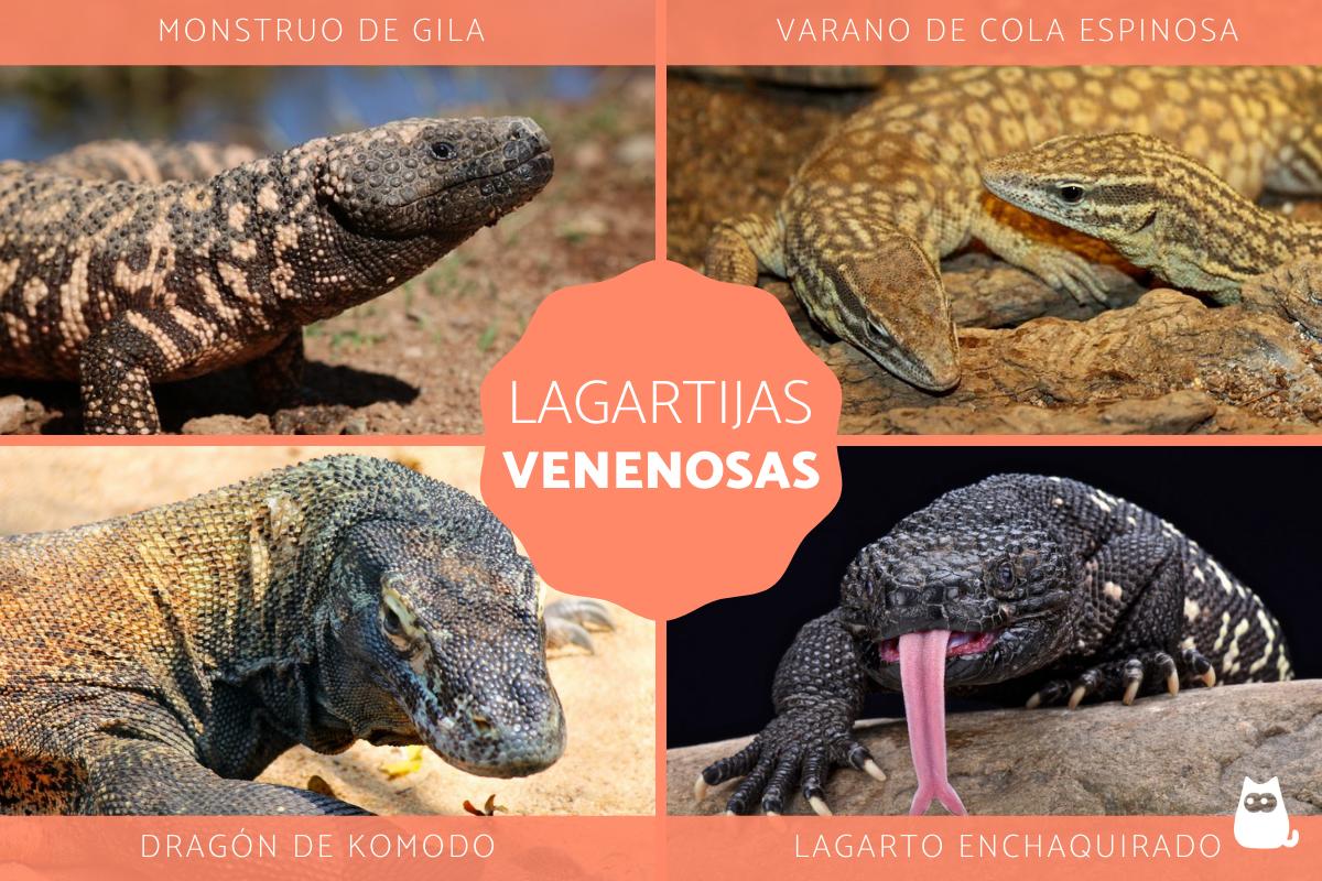 Lagartijas venenosas - Tipos y fotos