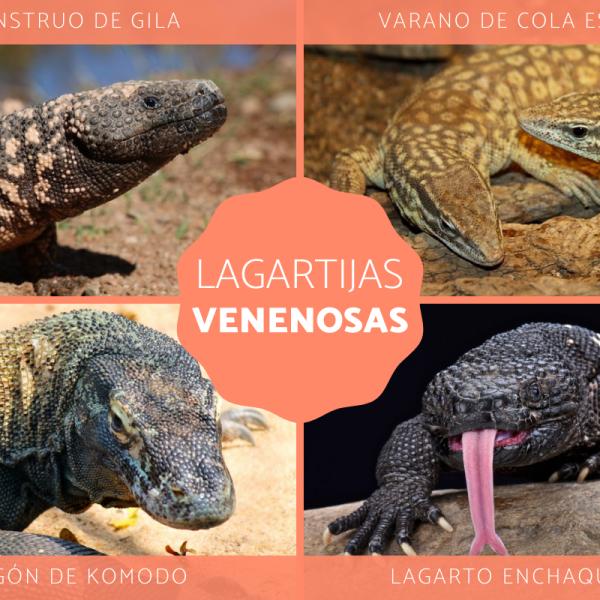 son las lagartijas venenosas para los perros