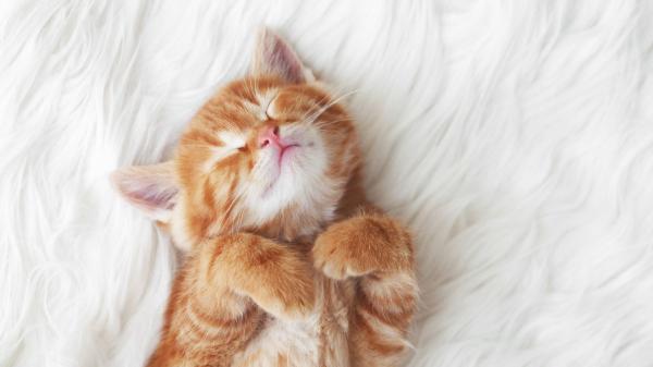 La ciencia lo tiene claro: acariciar a tu perro o gato no elimina el estrés al instante, aunque sí mejora tu bienestar - El dato inesperado sobre los gatos y el estrés que los científicos piden interpretar con cautela