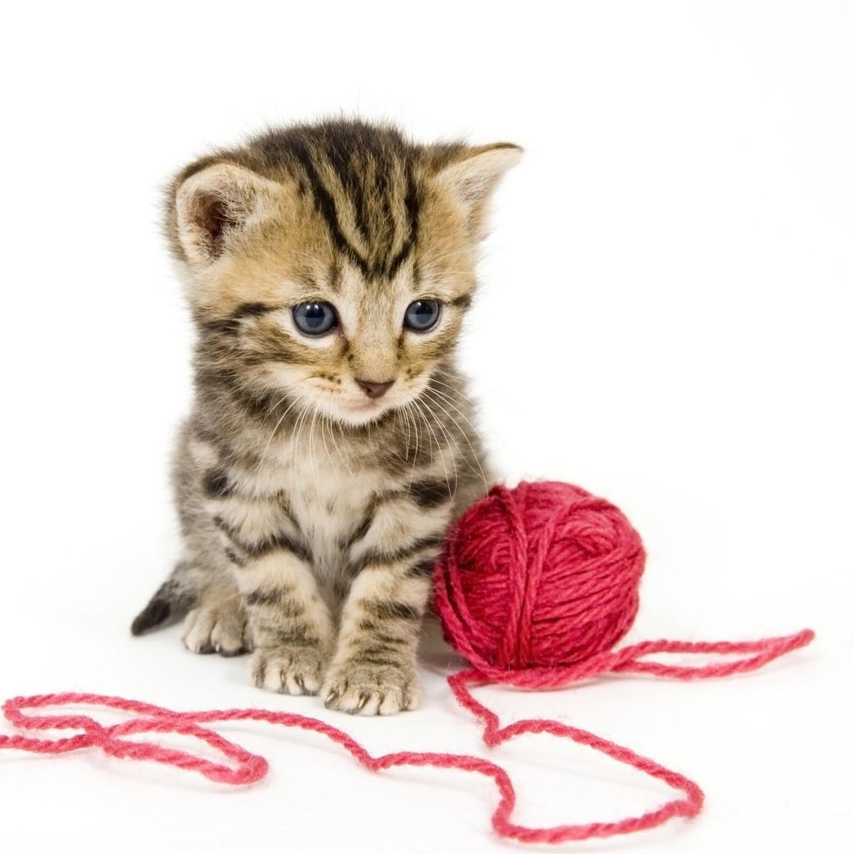 Juguetes para gatos bebes online