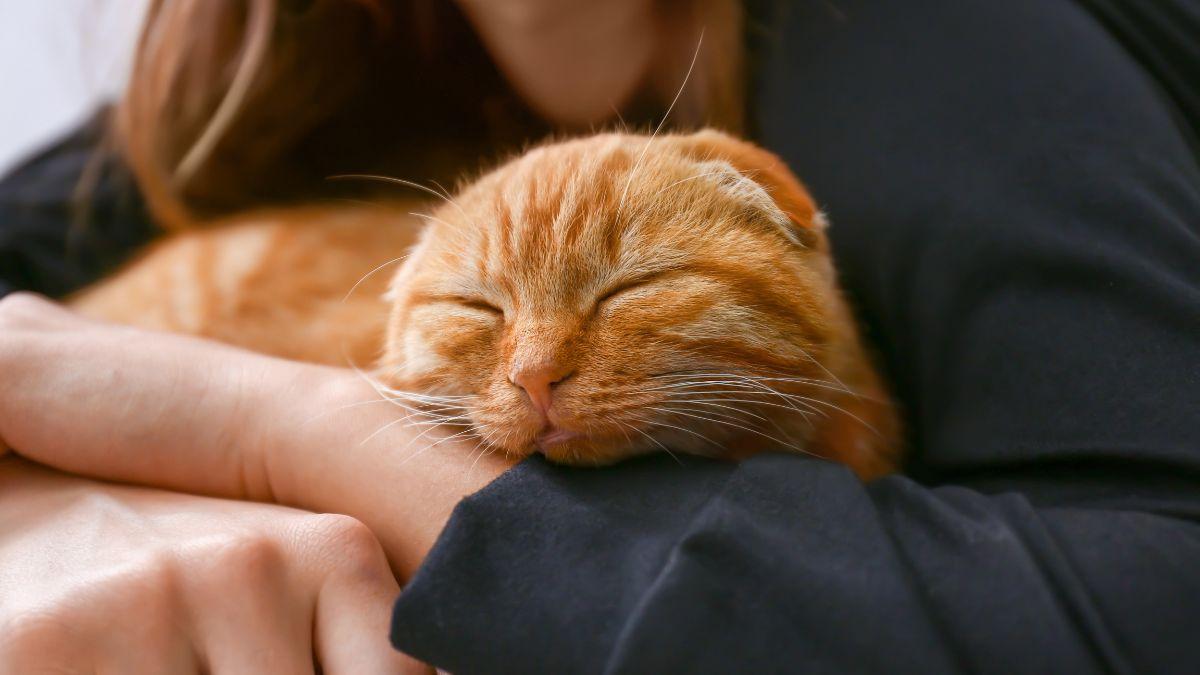 La ciencia lo tiene claro: acariciar a tu perro o gato no elimina el estrés al instante, aunque sí mejora tu bienestar