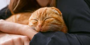La ciencia lo tiene claro: acariciar a tu perro o gato no elimina el estrés al instante, aunque sí mejora tu bienestar
