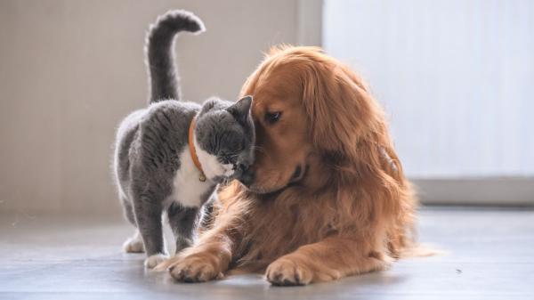 La ciencia lo tiene claro: acariciar a tu perro o gato no elimina el estrés al instante, aunque sí mejora tu bienestar - Las mascotas te hacen sentir mejor, pero no siempre reducen el estrés: el matiz que señala la ciencia