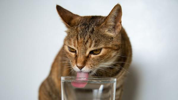 “El agua fría para perros y gatos sí, pero cuidado con darles cubitos de hielo”: el error que muchos cometen en verano - Cuándo conviene evitar que perros y gatos beban agua demasiado fría