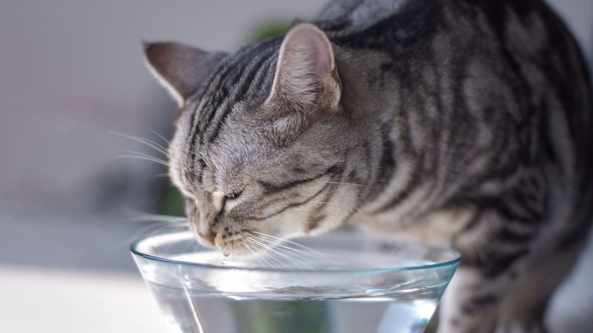 “El agua fría para perros y gatos sí, pero cuidado con darles cubitos de hielo”: el error que muchos cometen en verano