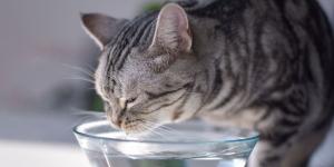 “El agua fría para perros y gatos sí, pero cuidado con darles cubitos de hielo”: el error que muchos cometen en verano