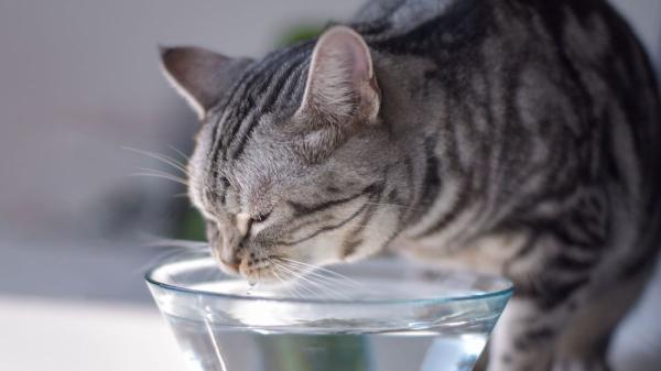 “El agua fría para perros y gatos sí, pero cuidado con darles cubitos de hielo”: el error que muchos cometen en verano