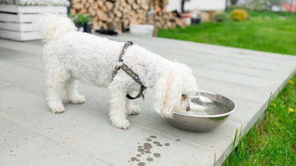 “El agua fría para perros y gatos sí, pero cuidado con darles cubitos de hielo”: el error que muchos cometen en verano - Más hidratación y menos riesgo de problemas urinarios: las ventajas del agua fresca en verano
