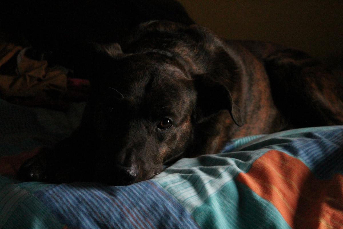 Mi perro no duerme por la noche: causas y qué hacer