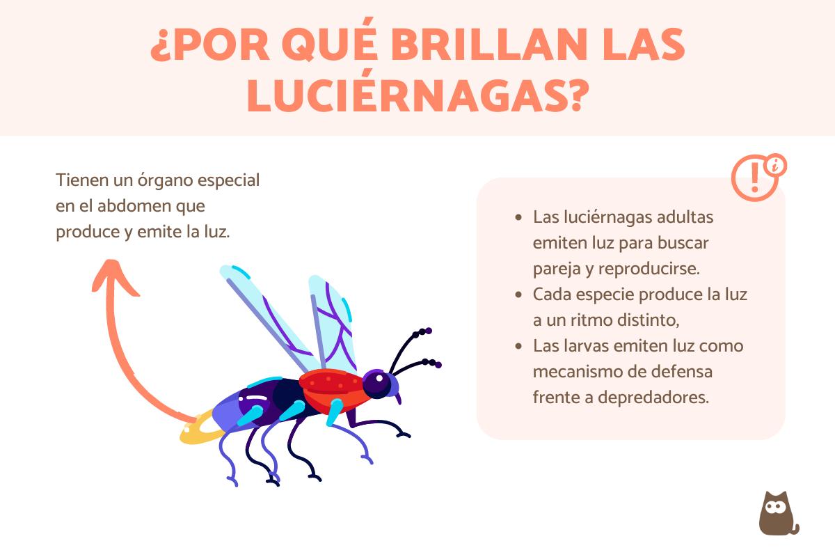¿Por qué brillan las luciérnagas?