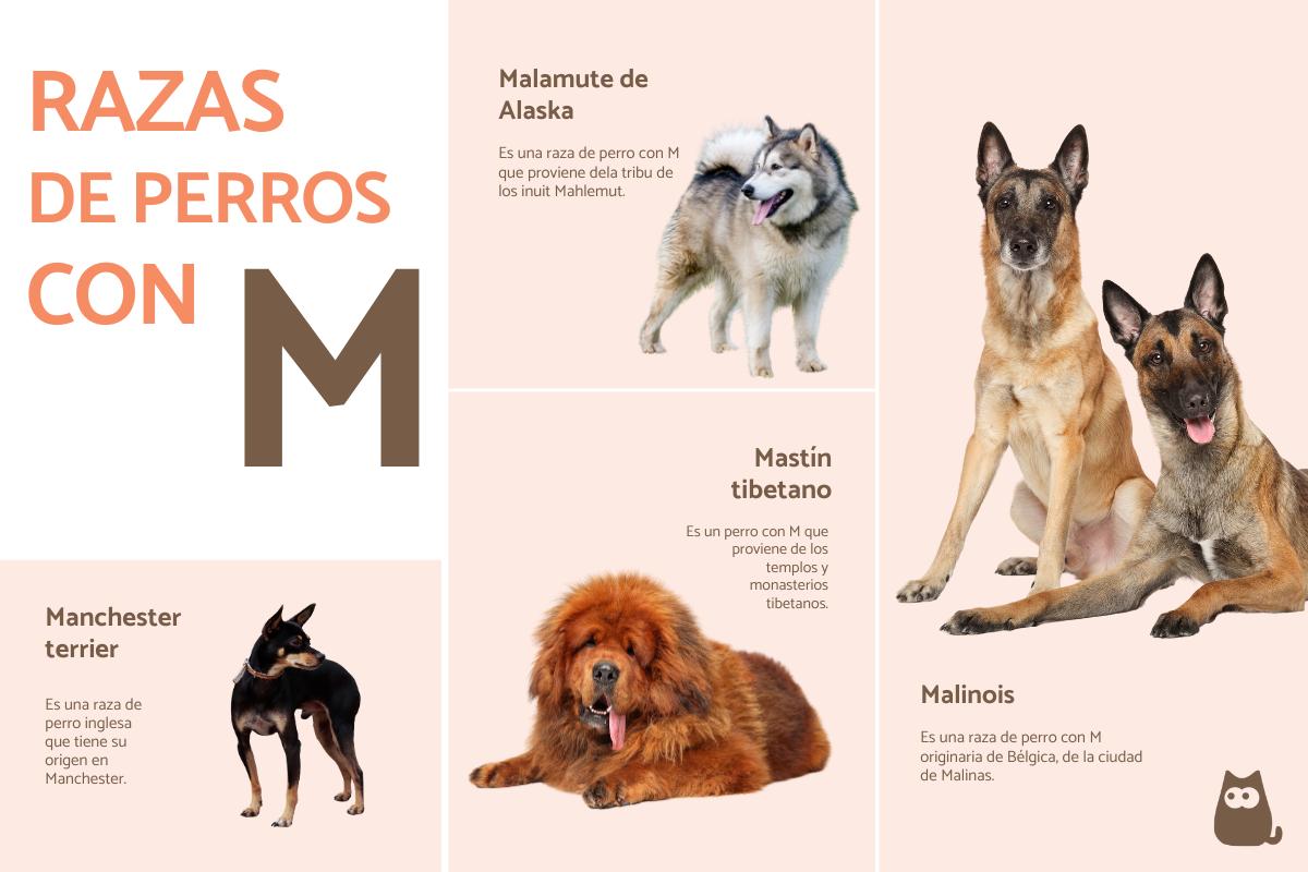 Razas de perros con M