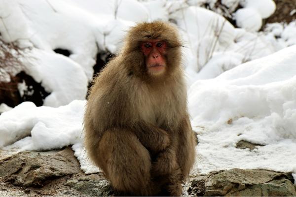 Monos japoneses: tipos, características y dónde verlos - ¿Cuáles son las características de los monos japoneses?